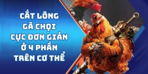Cắt Lông Gà Chọi SV388