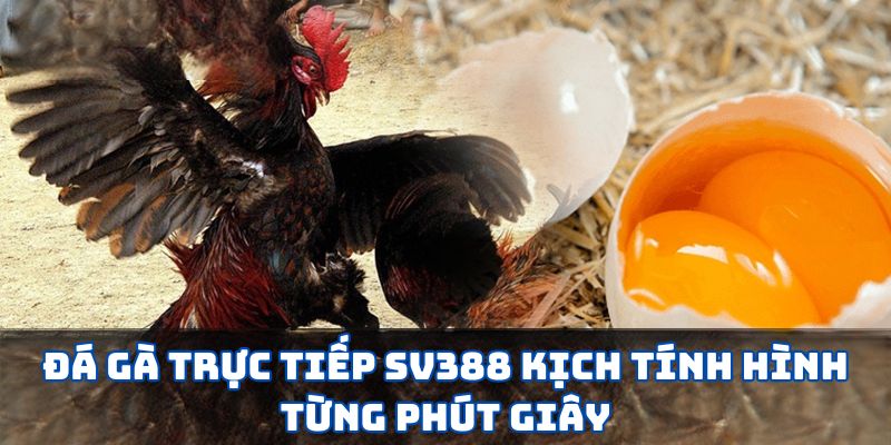 Đá Gà Campuchia SV388