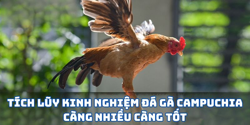 Tích lũy kinh nghiệm đá gà Campuchia càng nhiều càng tốt
