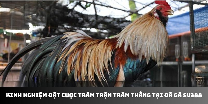 Kinh nghiệm đặt cược trăm trận trăm thắng tại đá gà SV388