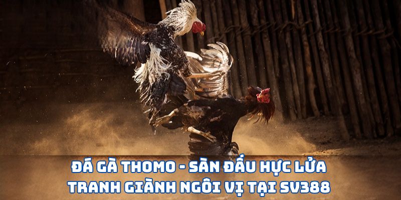 Đá Gà Thomo