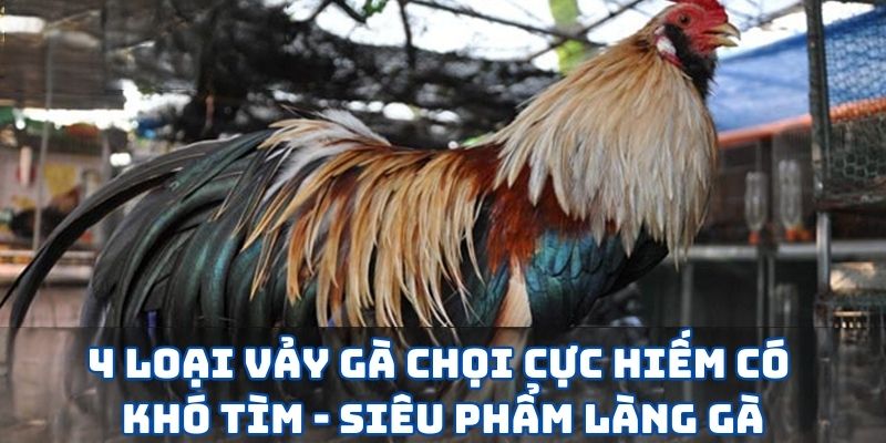 Vảy Gà Chọi SV388